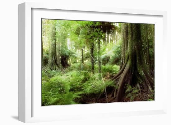 New Zealand Tropical Forest Jungle-STILLFX-Framed Photographic Print