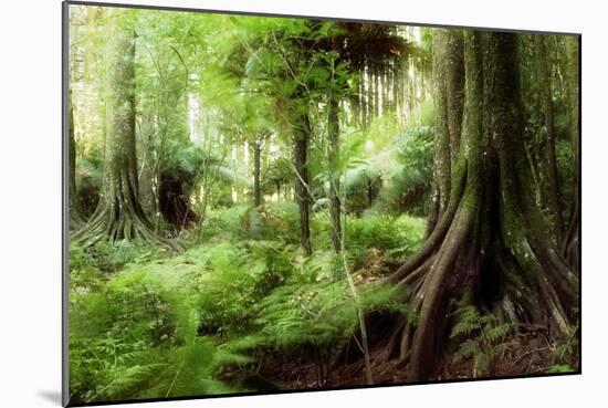 New Zealand Tropical Forest Jungle-STILLFX-Mounted Photographic Print