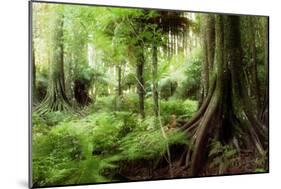 New Zealand Tropical Forest Jungle-STILLFX-Mounted Photographic Print