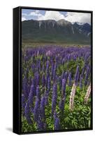 New Zealand. Wild lupine flowers and mountain.-Jaynes Gallery-Framed Stretched Canvas