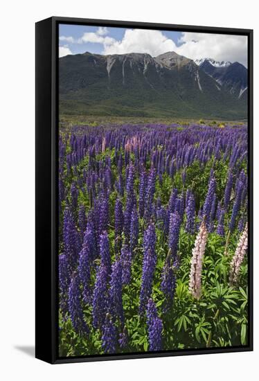 New Zealand. Wild lupine flowers and mountain.-Jaynes Gallery-Framed Stretched Canvas