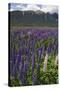 New Zealand. Wild lupine flowers and mountain.-Jaynes Gallery-Stretched Canvas