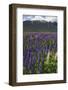 New Zealand. Wild lupine flowers and mountain.-Jaynes Gallery-Framed Photographic Print