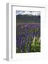 New Zealand. Wild lupine flowers and mountain.-Jaynes Gallery-Framed Photographic Print