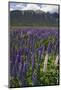 New Zealand. Wild lupine flowers and mountain.-Jaynes Gallery-Mounted Photographic Print