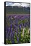 New Zealand. Wild lupine flowers and mountain.-Jaynes Gallery-Framed Stretched Canvas