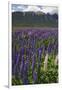 New Zealand. Wild lupine flowers and mountain.-Jaynes Gallery-Framed Photographic Print