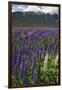 New Zealand. Wild lupine flowers and mountain.-Jaynes Gallery-Framed Photographic Print