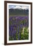New Zealand. Wild lupine flowers and mountain.-Jaynes Gallery-Framed Photographic Print
