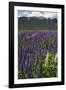 New Zealand. Wild lupine flowers and mountain.-Jaynes Gallery-Framed Photographic Print