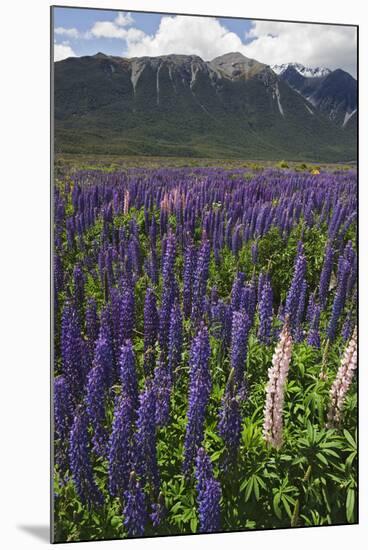 New Zealand. Wild lupine flowers and mountain.-Jaynes Gallery-Mounted Photographic Print