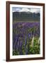 New Zealand. Wild lupine flowers and mountain.-Jaynes Gallery-Framed Photographic Print