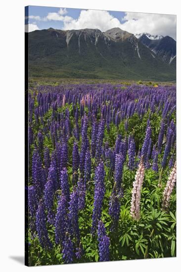 New Zealand. Wild lupine flowers and mountain.-Jaynes Gallery-Stretched Canvas