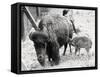 Newborn Buffalo with Mother-null-Framed Stretched Canvas