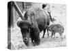Newborn Buffalo with Mother-null-Stretched Canvas