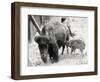 Newborn Buffalo with Mother-null-Framed Photographic Print