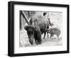 Newborn Buffalo with Mother-null-Framed Photographic Print