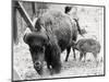 Newborn Buffalo with Mother-null-Mounted Photographic Print