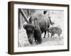 Newborn Buffalo with Mother-null-Framed Photographic Print