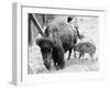 Newborn Buffalo with Mother-null-Framed Photographic Print