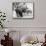Newborn Buffalo with Mother-null-Mounted Photographic Print displayed on a wall