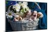 Newborn Bulldog Puppies in a Basket of Flowers-Zandria Muench Beraldo-Mounted Photographic Print