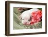 Newborn Bulldog Puppy Lying on a Blanket-Zandria Muench Beraldo-Framed Photographic Print