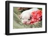 Newborn Bulldog Puppy Lying on a Blanket-Zandria Muench Beraldo-Framed Photographic Print