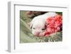 Newborn Bulldog Puppy Lying on a Blanket-Zandria Muench Beraldo-Framed Photographic Print