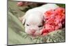 Newborn Bulldog Puppy Lying on a Blanket-Zandria Muench Beraldo-Mounted Photographic Print