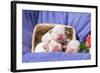 Newborn Bulldogs in Basket-Zandria Muench Beraldo-Framed Photographic Print