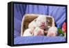 Newborn Bulldogs in Basket-Zandria Muench Beraldo-Framed Stretched Canvas