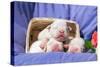 Newborn Bulldogs in Basket-Zandria Muench Beraldo-Stretched Canvas