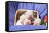 Newborn Bulldogs in Basket-Zandria Muench Beraldo-Framed Stretched Canvas