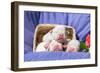 Newborn Bulldogs in Basket-Zandria Muench Beraldo-Framed Photographic Print