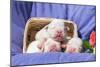 Newborn Bulldogs in Basket-Zandria Muench Beraldo-Mounted Photographic Print