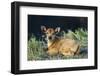 Newborn calf, Salenrang village, in karst limestone region, Rammang-Rammang, Maros, South Sulawesi-Robert Francis-Framed Photographic Print