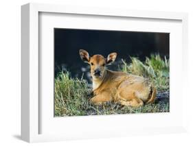 Newborn calf, Salenrang village, in karst limestone region, Rammang-Rammang, Maros, South Sulawesi-Robert Francis-Framed Photographic Print