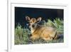 Newborn calf, Salenrang village, in karst limestone region, Rammang-Rammang, Maros, South Sulawesi-Robert Francis-Framed Photographic Print