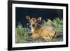 Newborn calf, Salenrang village, in karst limestone region, Rammang-Rammang, Maros, South Sulawesi-Robert Francis-Framed Photographic Print