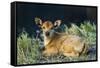 Newborn calf, Salenrang village, in karst limestone region, Rammang-Rammang, Maros, South Sulawesi-Robert Francis-Framed Stretched Canvas