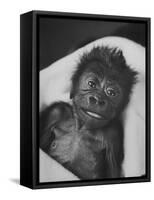 Newborn Gorilla Born in an Ohio Zoo Posing for a Picture-Grey Villet-Framed Stretched Canvas