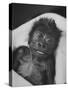 Newborn Gorilla Born in an Ohio Zoo Posing for a Picture-Grey Villet-Stretched Canvas