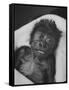 Newborn Gorilla Born in an Ohio Zoo Posing for a Picture-Grey Villet-Framed Stretched Canvas