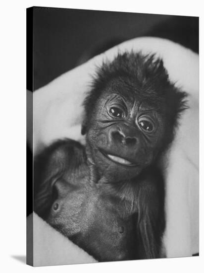 Newborn Gorilla Born in an Ohio Zoo Posing for a Picture-Grey Villet-Stretched Canvas