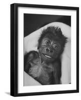 Newborn Gorilla Born in an Ohio Zoo Posing for a Picture-Grey Villet-Framed Photographic Print