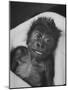 Newborn Gorilla Born in an Ohio Zoo Posing for a Picture-Grey Villet-Mounted Photographic Print