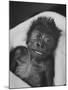 Newborn Gorilla Born in an Ohio Zoo Posing for a Picture-Grey Villet-Mounted Photographic Print