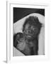 Newborn Gorilla Born in an Ohio Zoo Posing for a Picture-Grey Villet-Framed Photographic Print