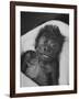 Newborn Gorilla Born in an Ohio Zoo Posing for a Picture-Grey Villet-Framed Photographic Print